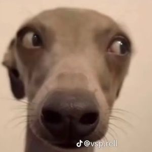 Meet your Posher, Maize azul